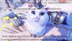katt3.jpg