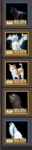 Pets.PNG