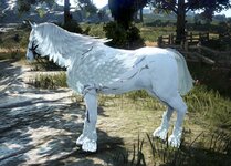horse.jpg