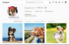 instagram account dog dogs pets pet.PNG