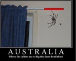 aussie spider.jpg