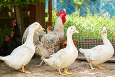 mixed-flock-ducks-chickens.jpg