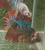 Đăng.png