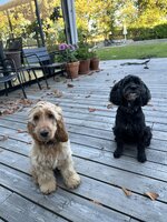 IMG_8020.jpeg