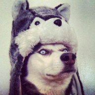 xWolfy
