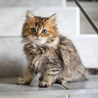UnluckyMeow
