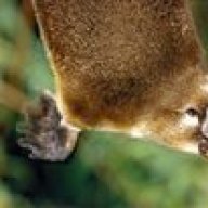 Platypus44