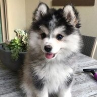 solluu