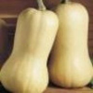 Squashling