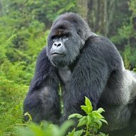 Apeman420