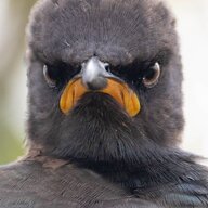 Danpav
