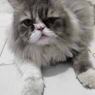 ardiyanfn