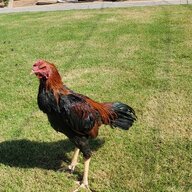 talonmid