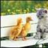 FreshMcDuck