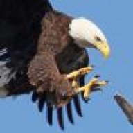 Annie the Eagle
