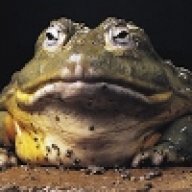 Bullfrog