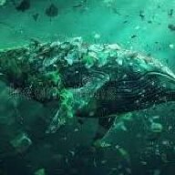 Dirty Whale