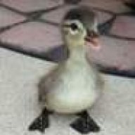 Bogla