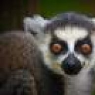 Lemur