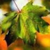 7Leaf