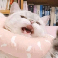 CetianZ