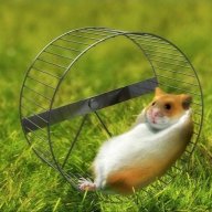 Epic_hamster