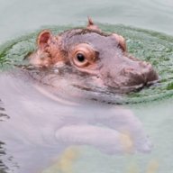 Hippo90