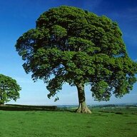 thanghuynh99