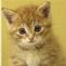 Kittie