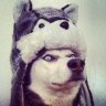 xWolfy