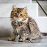 UnluckyMeow