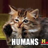 AwiensCat