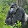 Apeman420