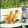 FreshMcDuck