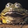 Bullfrog