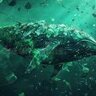 Dirty Whale