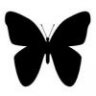 BlackPapillon