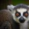 Lemur