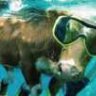 SeaCow