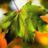 7Leaf