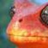 FieryFrog