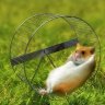 Epic_hamster