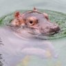 Hippo90